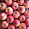 Calidad estándar exportada de la manzana roja fresca de Qinguan